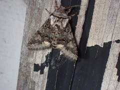 Psaphida thaxterianus