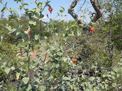 Hibiscus waterbergensis