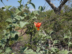 Hibiscus waterbergensis