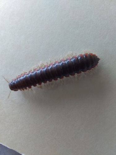 Howellaria infesta — photo 1