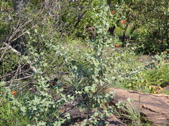 Hibiscus waterbergensis