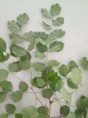 Dalbergia latifolia