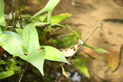 Fylgia amazonica