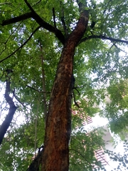 Dalbergia latifolia