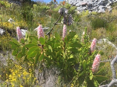 Protea speciosa