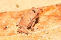 Rhinella proboscidea