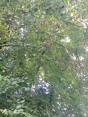 Dalbergia latifolia