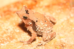 Rhinella proboscidea