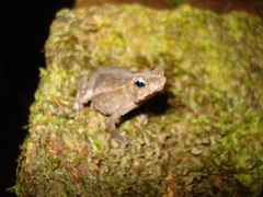 Rhinella proboscidea