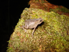 Rhinella proboscidea
