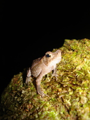 Rhinella proboscidea