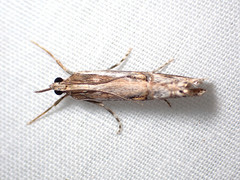 Hednota longipalpella