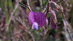 Lathyrus angulatus