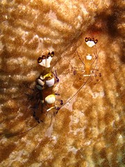 Ancylocaris brevicarpalis