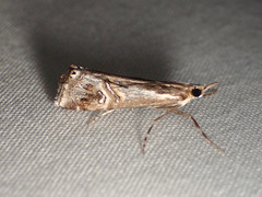 Hednota longipalpella