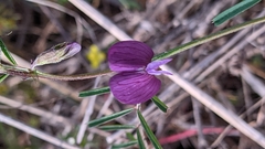 Lathyrus angulatus
