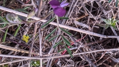 Lathyrus angulatus