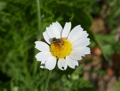 Eliozeta
