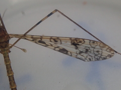 Austrolimnophila argus