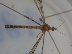 Austrolimnophila argus