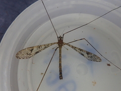 Austrolimnophila argus