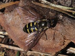 Parasyrphus punctulatus