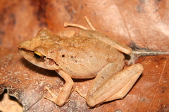 Pristimantis fenestratus