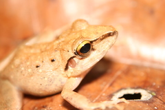 Rio Mamore Robber Frog photo 4