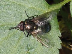 Eudasyphora cyanella