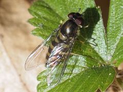 Parasyrphus macularis