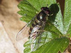 Parasyrphus macularis