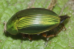 Pyronota punctata