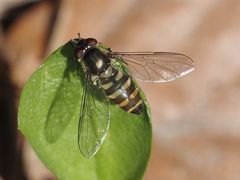 Parasyrphus macularis
