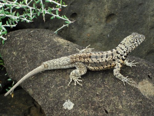 Galapagos Lava Lizard