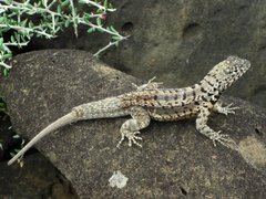 Galapagos Lava Lizard photo 3