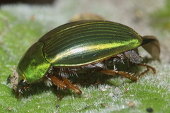Pyronota punctata