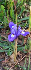 Moraea sisyrinchium