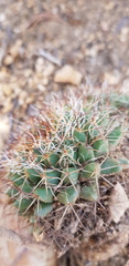 Mammillaria karwinskiana karwinskiana