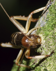 Hemideina crassidens