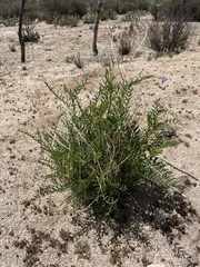 Astragalus douglasii perstrictus