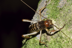 Hemideina crassidens