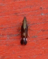 Neomegamelanus lautus