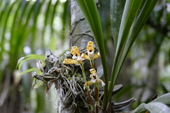 Maxillaria picta