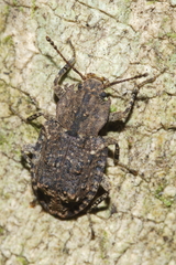 Syrphetodes marginatus