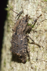 Syrphetodes marginatus