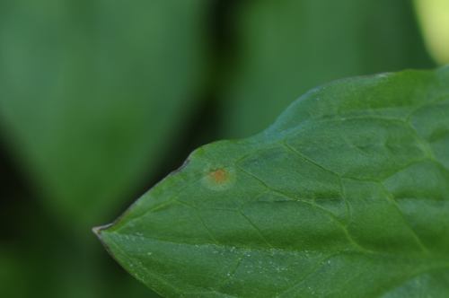 arum rust
