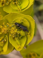 Clanoptilus abdominalis