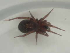 Dunstanoides nuntius