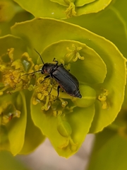 Clanoptilus abdominalis