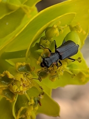 Clanoptilus abdominalis